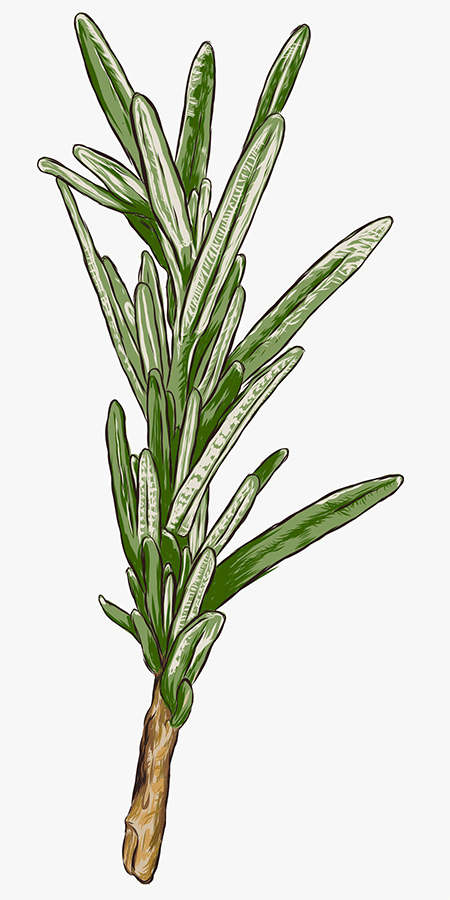Close up image of ingredients
