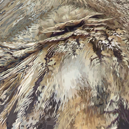 Close up image of feathers