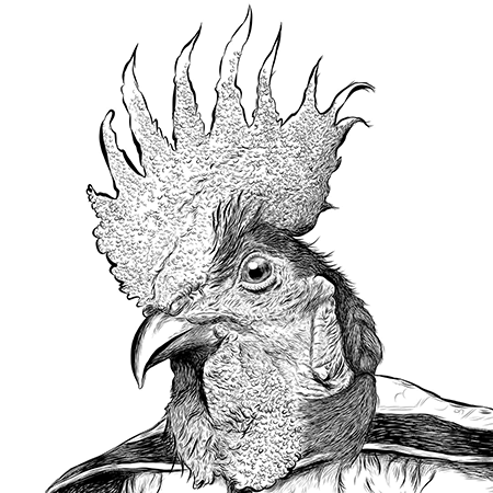 Roosterman's face