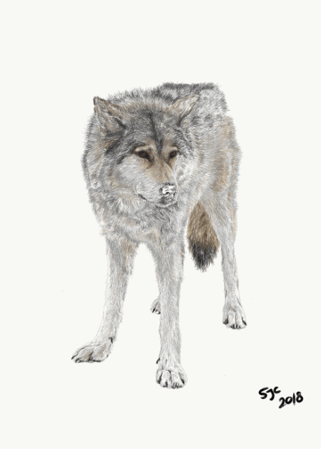 Rue, Yamnuska Wolfdog layer 2