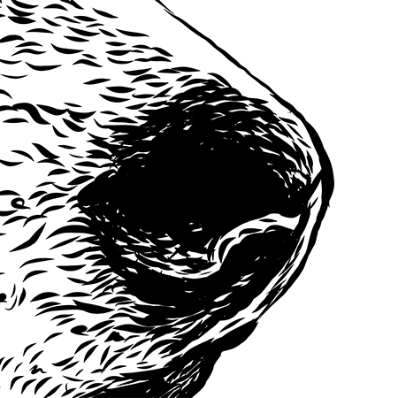 Close up image of nose