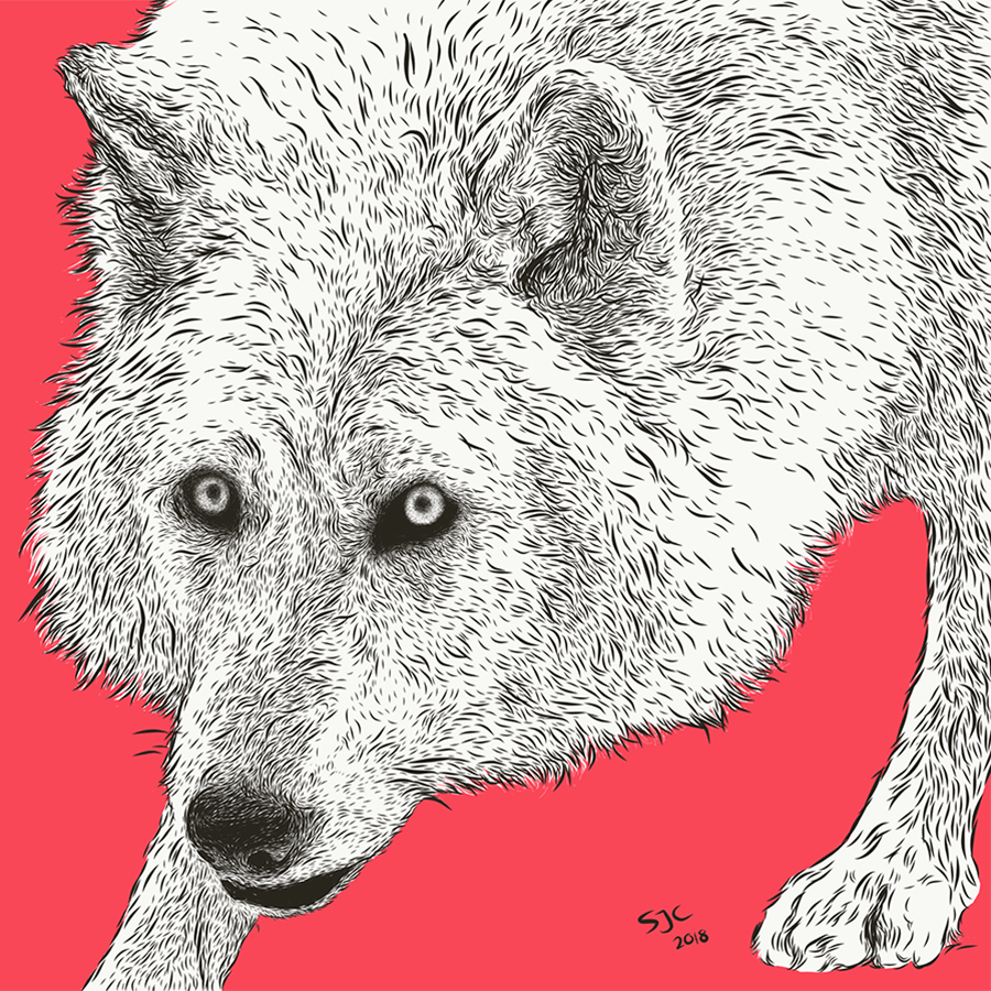 Nova, Yamnuska Canine Illustrations - Vector illustration