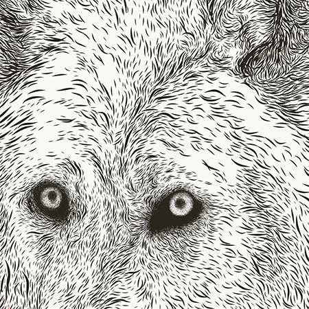 Close up image of Nova
