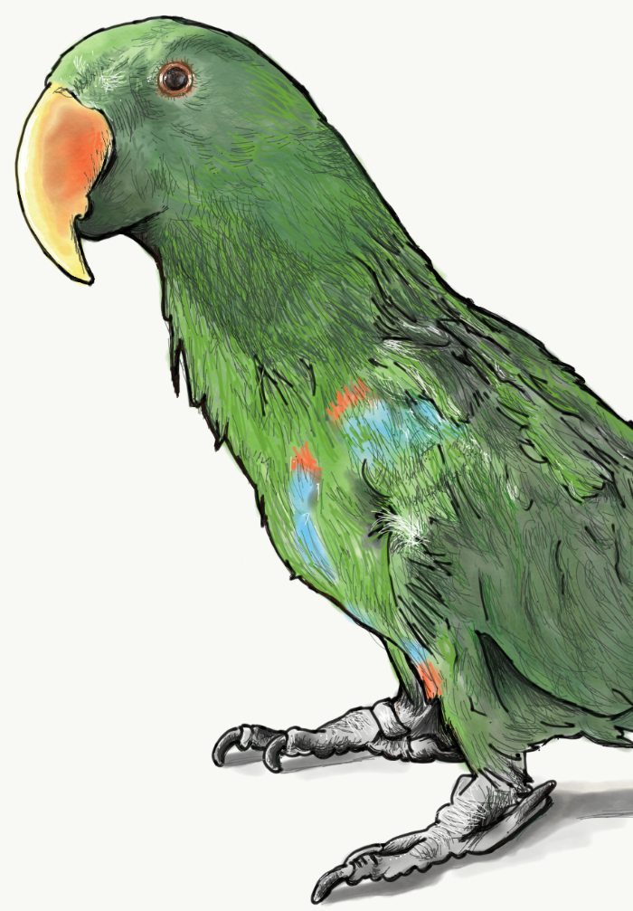 Bird - teaser image