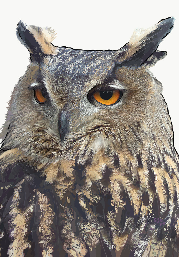 Long-eared Owl - teaser image