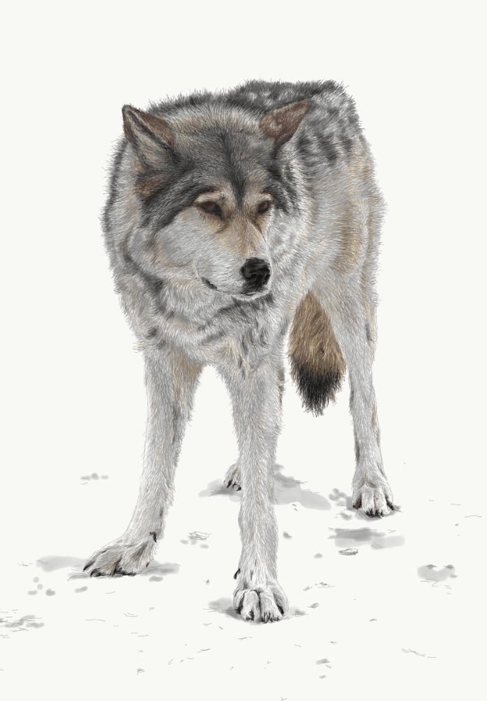 Rue, Yamnuska Wolfdog - teaser image